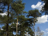 NL, Limburg, Weert, Oudste bos, Laurabossen 1, Saxifraga-Jan van der Straaten