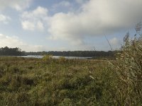 NL, Limburg, Weert, Roeventerpeel 23, Saxifraga-Marijke Verhagen