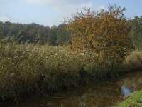 NL, Limburg, Weert, Roeventerpeel 24, Saxifraga-Marijke Verhagen