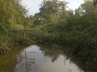 NL, Limburg, Weert, Roeventerpeel 3, Saxifraga-Jan van der Straaten