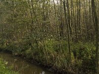 NL, Limburg, Weert, Roeventerpeel 4, Saxifraga-Jan van der Straaten