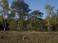 NL, Limburg, Weert, Stramprooierheide 12, Saxifraga-Marijke Verhagen