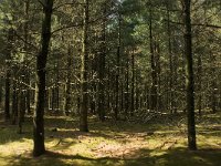 NL, Limburg, Weert, Tungelerwallen 10, Saxifraga-Jan van der Straaten