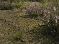 NL, Limburg, Weert, Tungelerwallen 17, Saxifraga-Jan van der Straaten