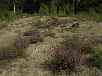 NL, Limburg, Weert, Tungelerwallen 18, Saxifraga-Jan van der Straaten