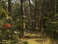 NL, Limburg, Weert, Tungelerwallen 36, Saxifraga-Marijke Verhagen