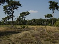 NL, Limburg, Weert, Tungelerwallen 40, Saxifraga-Marijke Verhagen