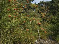 NL, Limburg, Weert, Tungelerwallen 44, Saxifraga-Marijke Verhagen