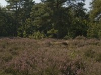 NL, Limburg, Weert, Tungelerwallen 51, Saxifraga-Marijke Verhagen