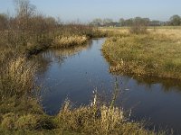 NL, Limburg, Weert, Tungelroyse beek 1, Saxifraga-Jan van der Straaten