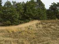 NL, Limburg, Weert, Weerter en Budeler Bergen 10, habitat Nachtzwaluw, Saxifraga-Jan van der Straaten