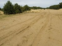 NL, Limburg, Weert, Weerter en Budeler Bergen 11, Saxifraga-Jan van der Straaten