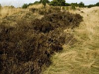 NL, Limburg, Weert, Weerter en Budeler Bergen 14, Saxifraga-Jan van der Straaten