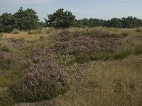 NL, Limburg, Weert, Weerter en Budeler Bergen 19, Saxifraga-Jan van der Straaten