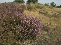 NL, Limburg, Weert, Weerter en Budeler Bergen 22, Saxifraga-Jan van der Straaten