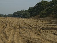 NL, Limburg, Weert, Weerter en Budeler Bergen 24, Saxifraga-Marijke Verhagen