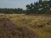 NL, Limburg, Weert, Weerter en Budeler Bergen 25, Saxifraga-Marijke Verhagen