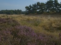 NL, Limburg, Weert, Weerter en Budeler Bergen 26, Saxifraga-Marijke Verhagen