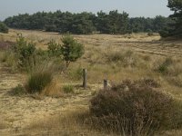 NL, Limburg, Weert, Weerter en Budeler Bergen 27, Saxifraga-Marijke Verhagen