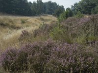 NL, Limburg, Weert, Weerter en Budeler Bergen 30, Saxifraga-Marijke Verhagen