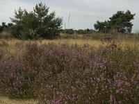 NL, Limburg, Weert, Weerter en Budeler Bergen 31, Saxifraga-Marijke Verhagen