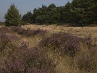 NL, Limburg, Weert, Weerter en Budeler Bergen 34, Saxifraga-Marijke Verhagen