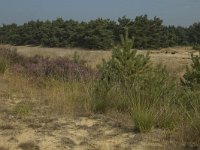 NL, Limburg, Weert, Weerter en Budeler Bergen 36, Saxifraga-Marijke Verhagen