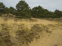 NL, Limburg, Weert, Weerter en Budeler Bergen 4, habitat Boomleeuwerik, Saxifraga-Jan van der Straaten