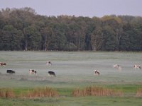 NL, Limburg, Weert, Weerterbos 1, Saxifraga-Tom Heijnen