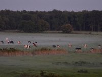 NL, Limburg, Weert, Weerterbos 2, Saxifraga-Tom Heijnen