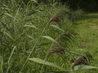 NL, Limburg, Weert, Wijfelterbroek 16, Saxifraga-Jan van der Straaten