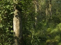 NL, Limburg, Weert, Wijfelterbroek 20, Saxifraga-Jan van der Straaten