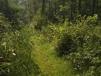 NL, Limburg, Weert, Wijfelterbroek 4, Saxifraga-Jan van der Straaten