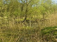 NL, Limburg, Weert, habitat Nachtegaal,  Heijkersbroek 8, Saxifraga-Jan van der Straaten