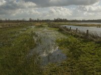 NL, Noord-Brabant, 's-Hertogenbosch, Bossche Broek 47, Saxifraga-Jan van der Straaten