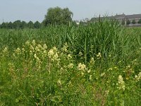 NL, Noord-Brabant, 's-Hertogenbosch, Bossche broek 14, Saxifraga-Willem van Kruijsbergen