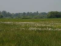 NL, Noord-Brabant, 's-Hertogenbosch, Bossche broek 20, Saxifraga-Willem van Kruijsbergen