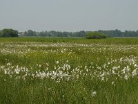 NL, Noord-Brabant, 's-Hertogenbosch, Bossche broek 21, Saxifraga-Willem van Kruijsbergen