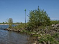 NL, Noord-Brabant, 's-Hertogenbosch, De Koornwaard 38, Saxifraga-Jan van der Straaten