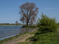 NL, Noord-Brabant, 's-Hertogenbosch, De Koornwaard 42, Saxifraga-Jan van der Straaten