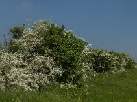 NL, Noord-Brabant, 's-Hertogenbosch, De Koornwaard 57, Saxifraga-Jan van der Straaten