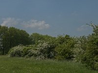 NL, Noord-Brabant, 's-Hertogenbosch, De Koornwaard 64, Saxifraga-Jan van der Straaten