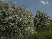 NL, Noord-Brabant, 's-Hertogenbosch, De Koornwaard 66, Saxifraga-Jan van der Straaten