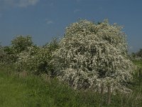 NL, Noord-Brabant, 's-Hertogenbosch, De Koornwaard 67, Saxifraga-Jan van der Straaten