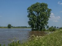 NL, Noord-Brabant, 's-Hertogenbosch, De Koornwaard 80, Saxifraga-Jan van der Straaten