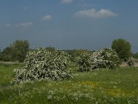 NL, Noord-Brabant, 's-Hertogenbosch, Empelse Waard 18, Saxifraga-Jan van der Straaten