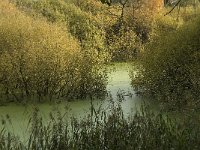 NL, Noord-Brabant, 's-Hertogenbosch, Fort Isabella 1, Saxifraga-Jan van der Straaten