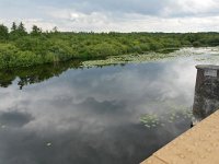 NL, Noord-Brabant, 's-Hertogenbosch, Moerputten 1, Saxifraga-Tom Heijnen