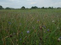 NL, Noord-Brabant, 's-Hertogenbosch, Moerputten 10, Saxifraga-Willem van Kruijsbergen