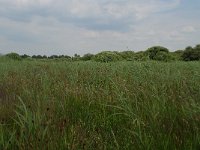 NL, Noord-Brabant, 's-Hertogenbosch, Moerputten 2, Saxifraga-Willem van Kruijsbergen